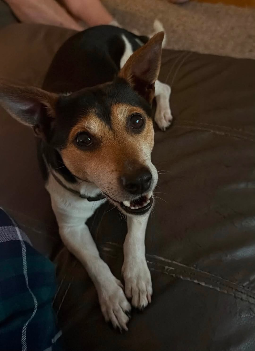 Found dog