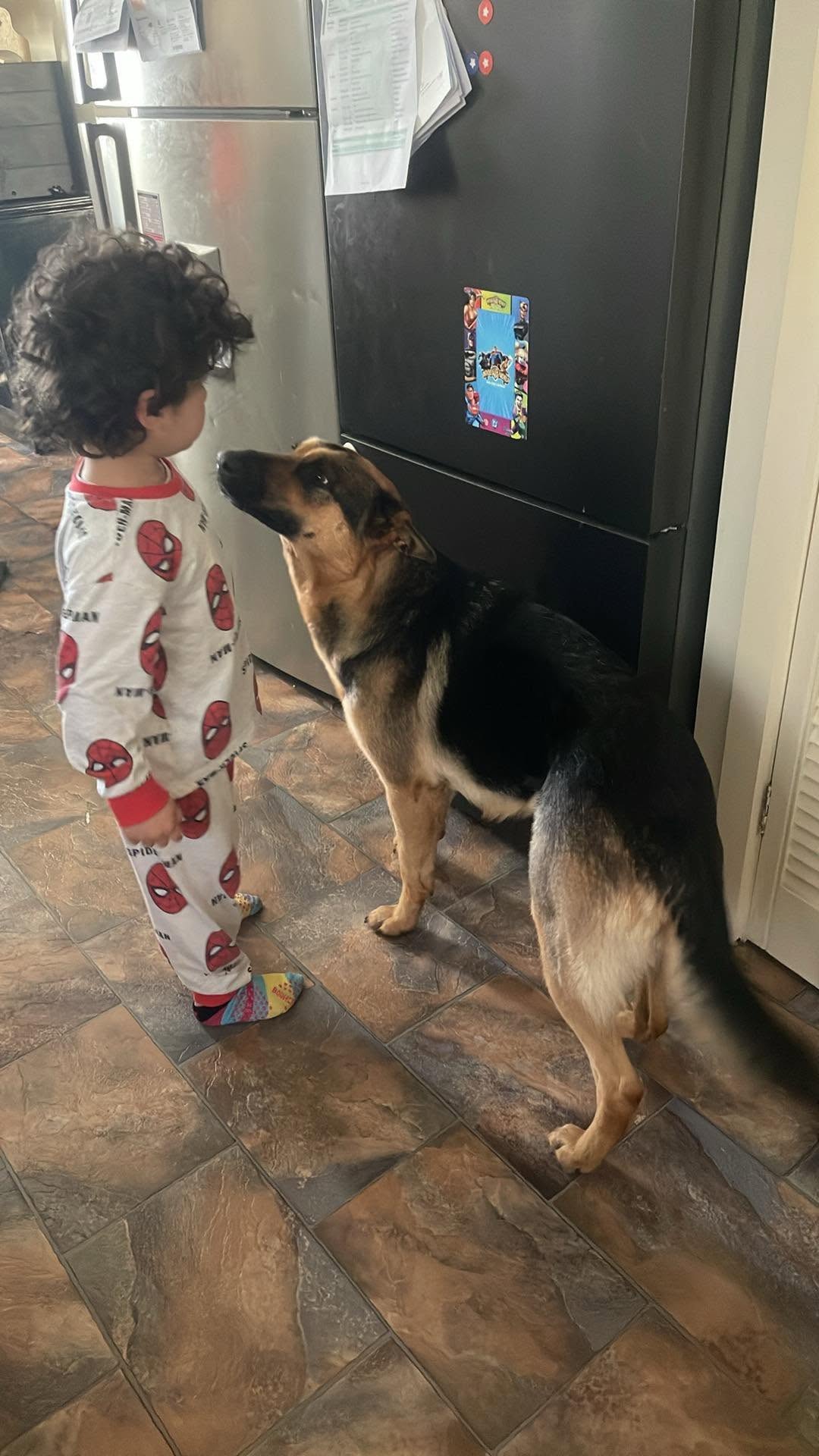 Lost Dog in Victoria
