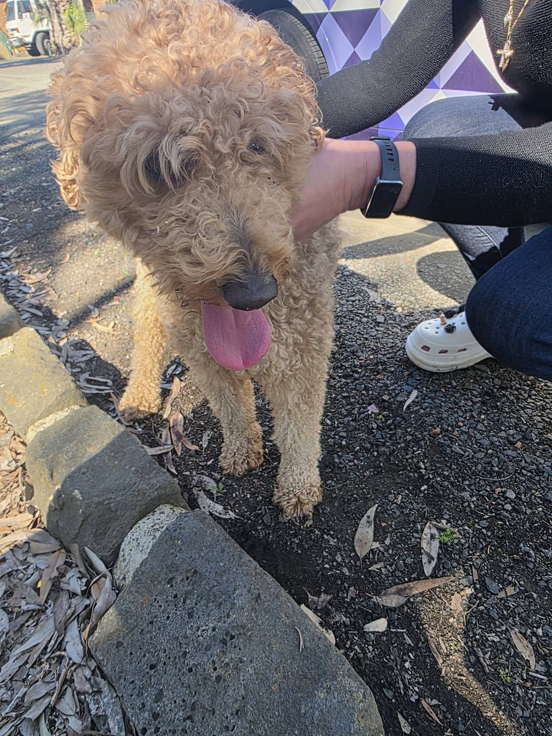 Found dog
