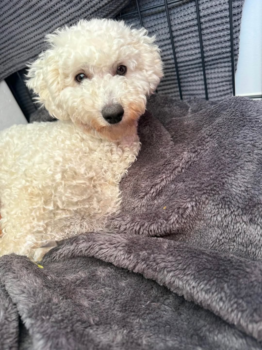 Lost Dog in Sydney