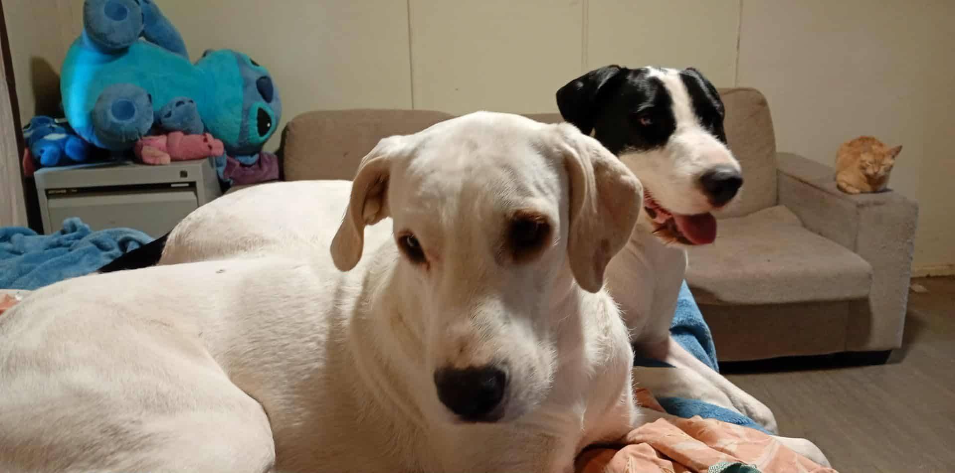 Lost Dog in Australia