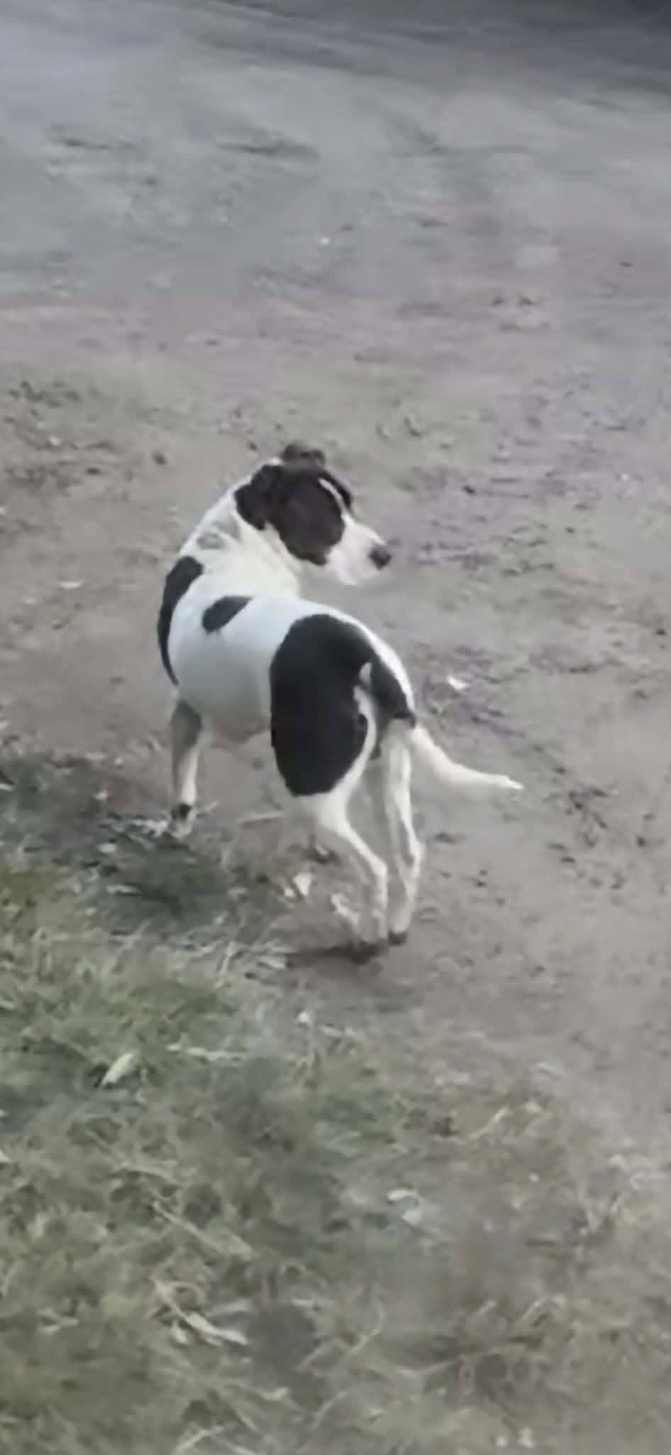 Found dog