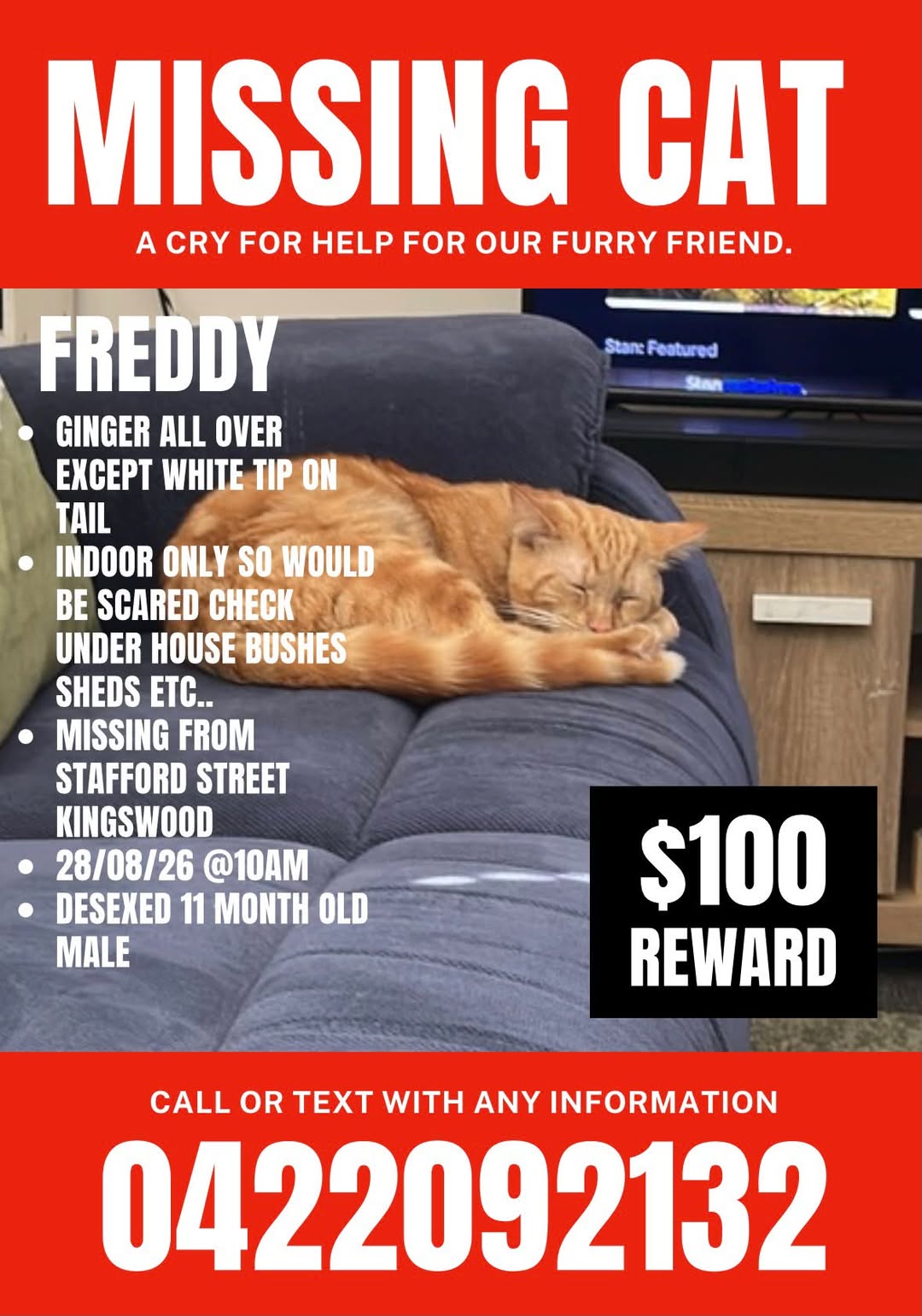 Lost Cat in Kingswood