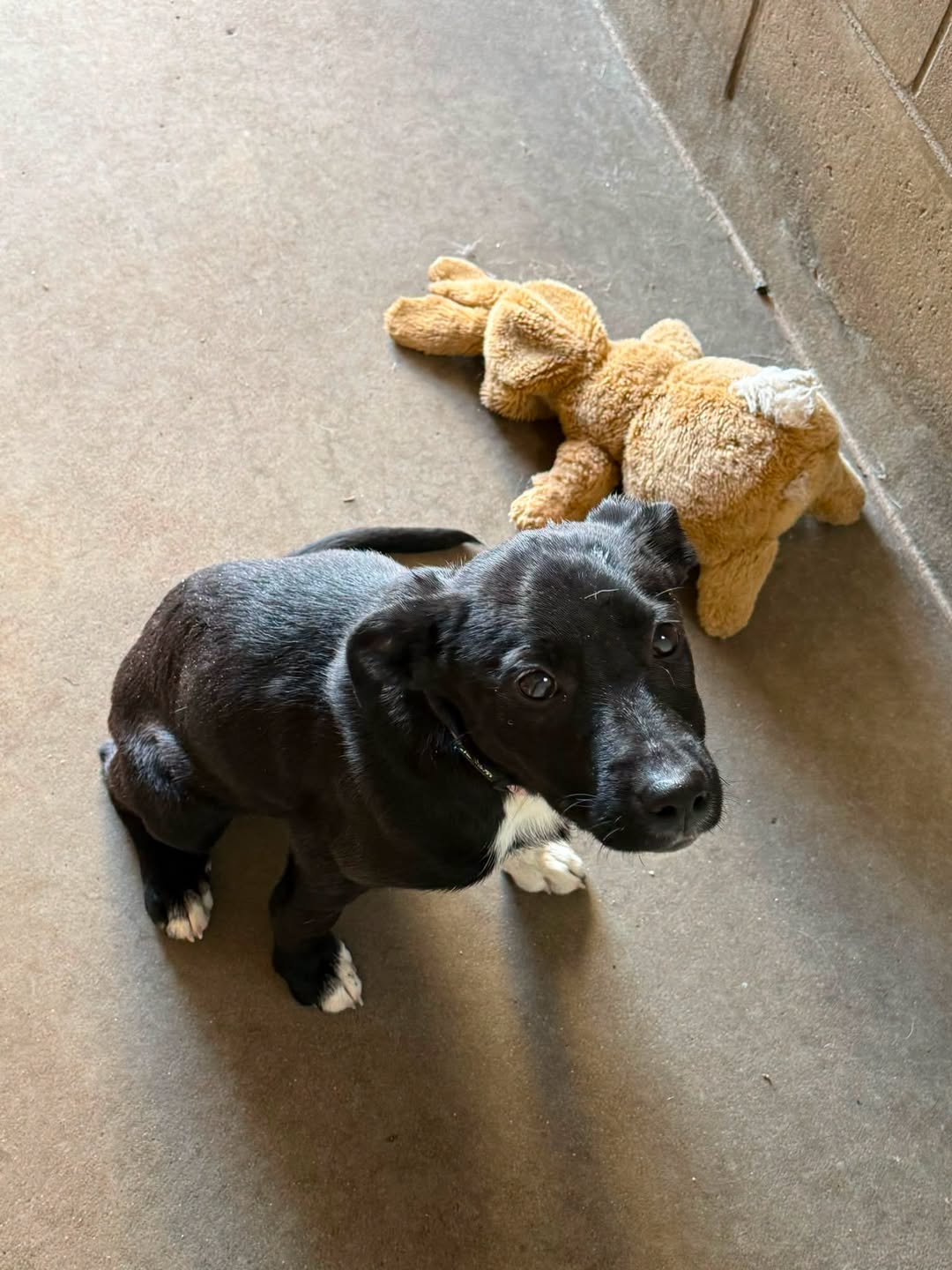 Found Dog in Australia