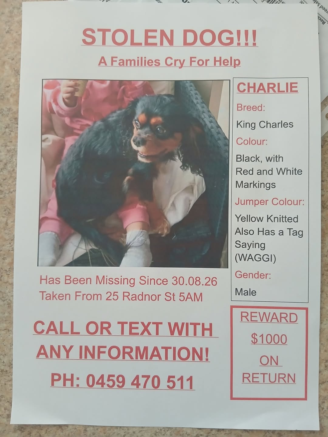 Lost dog