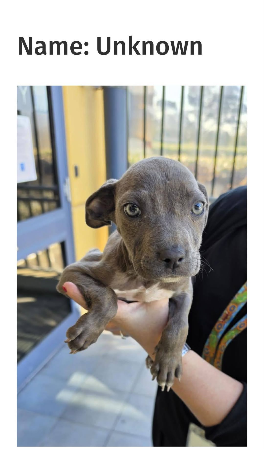 Found dog
