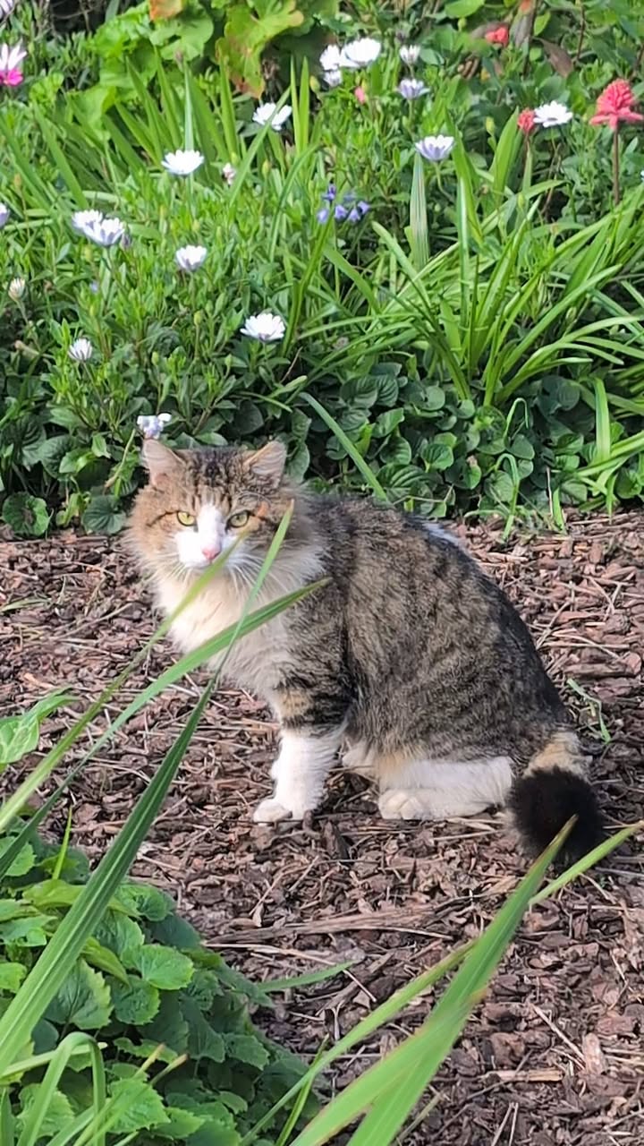Found cat
