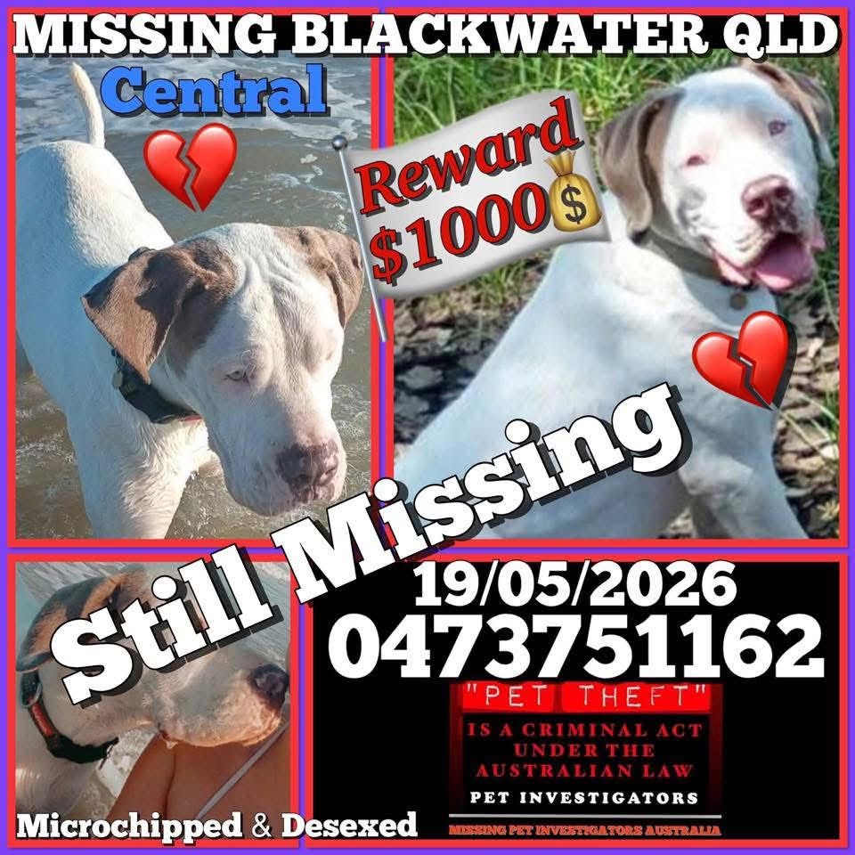 Lost dog
