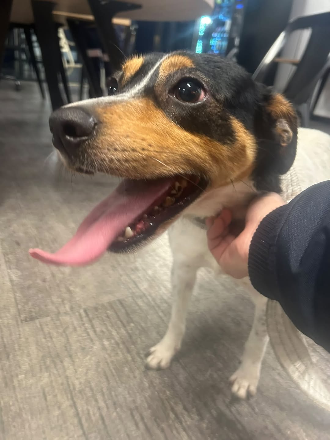 Found dog