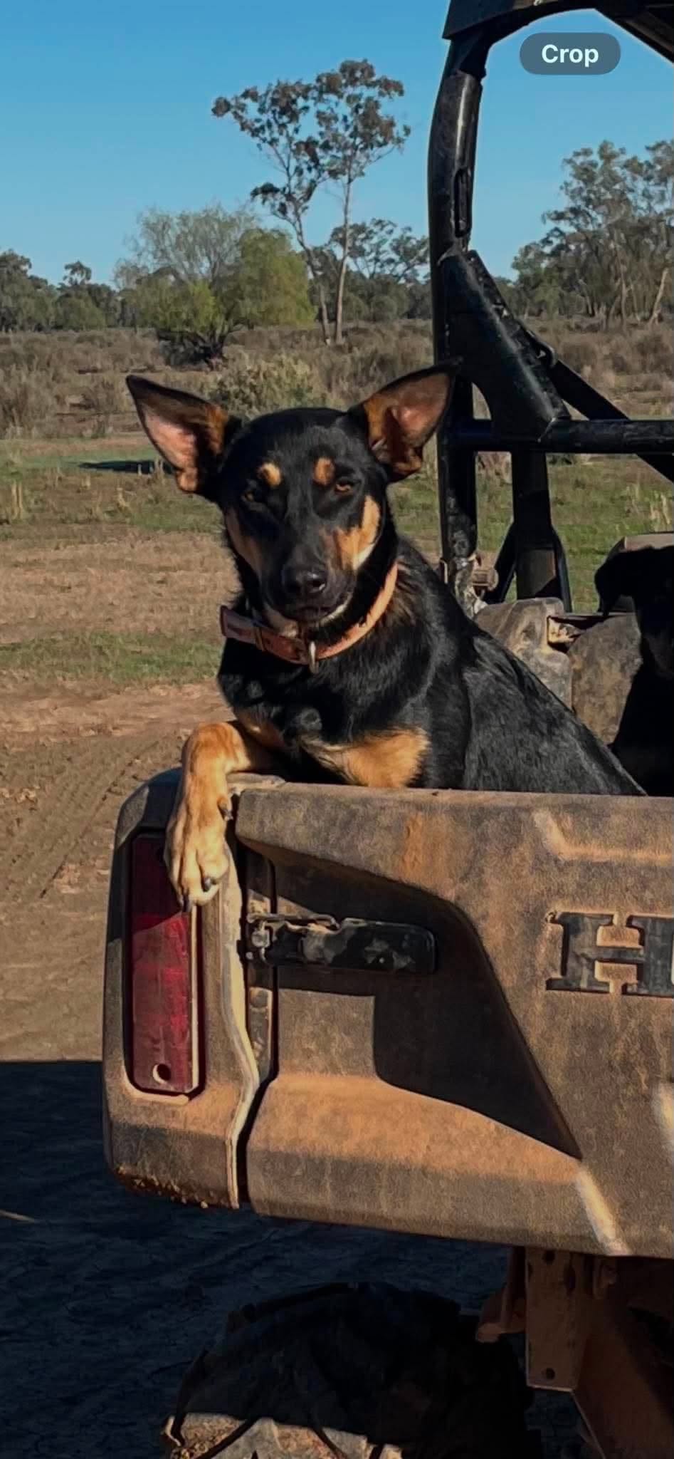 Lost Dog in Goorangoola