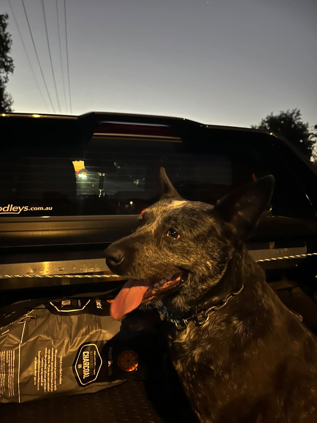 Found dog