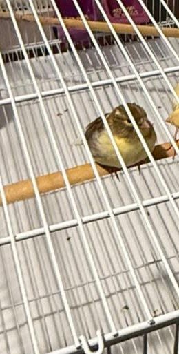 Lost Bird in Edmonton