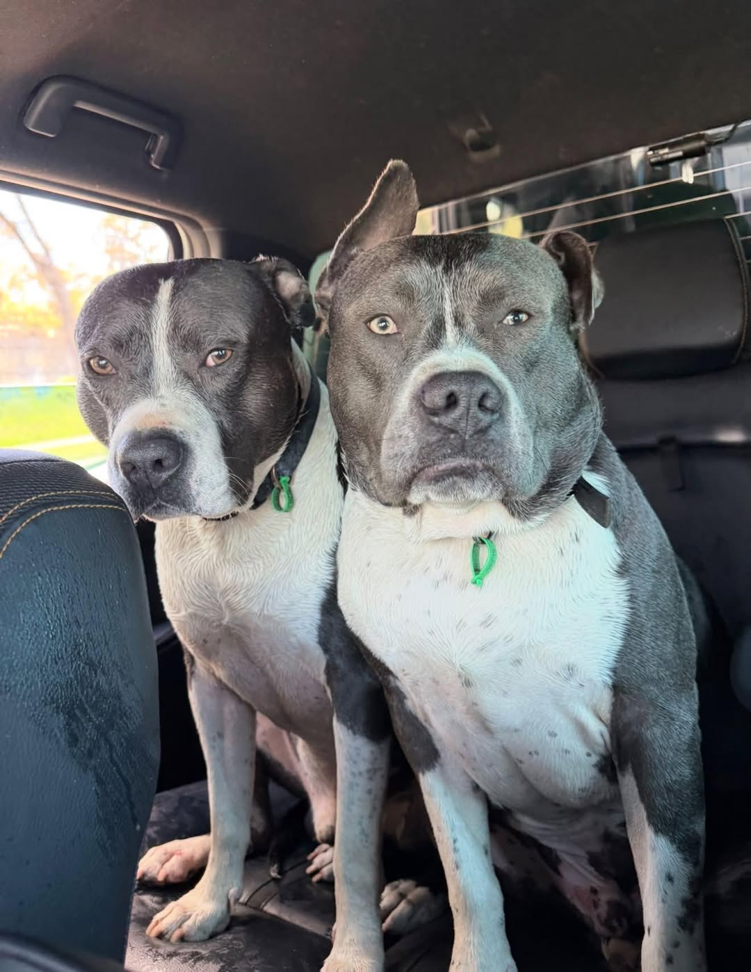 Lost Dog in Victoria