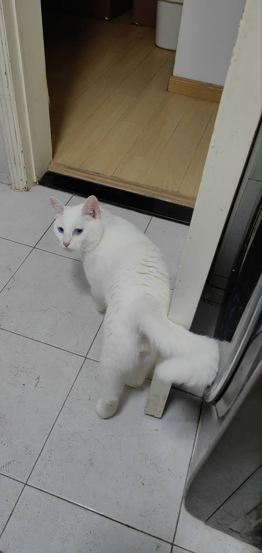 Lost Cat in Royal Gardens