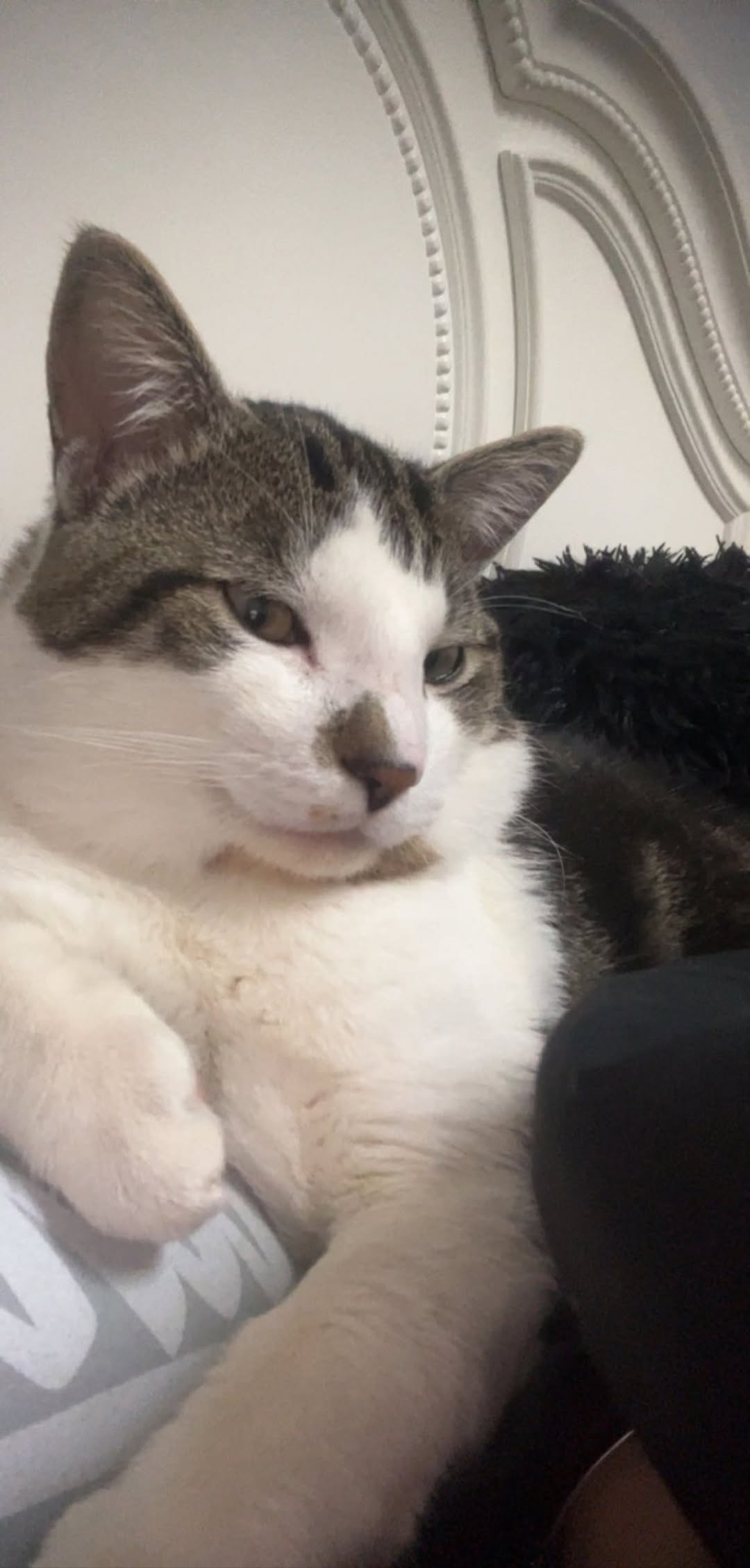 Lost Cat in Dunluce