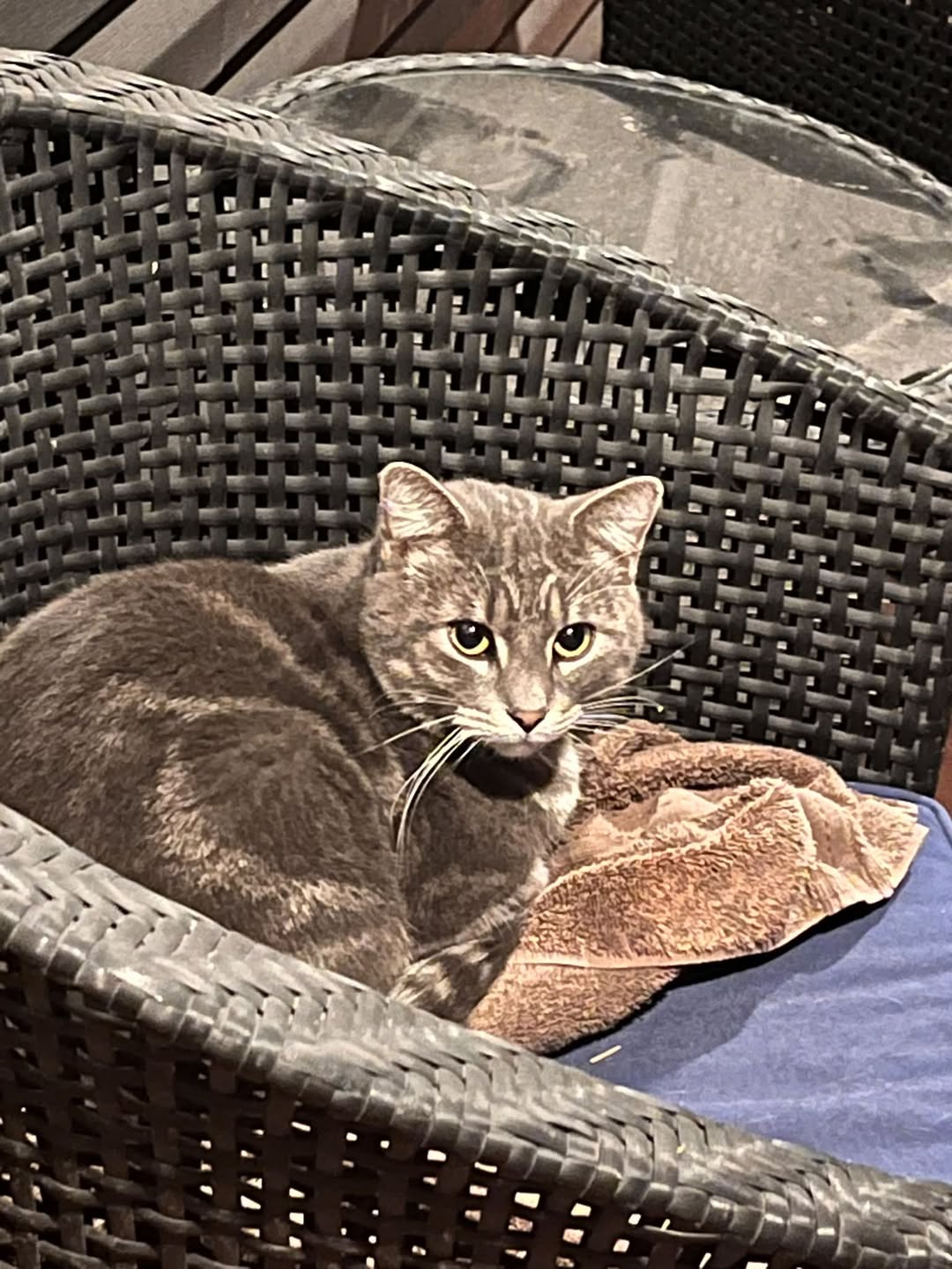 Found cat