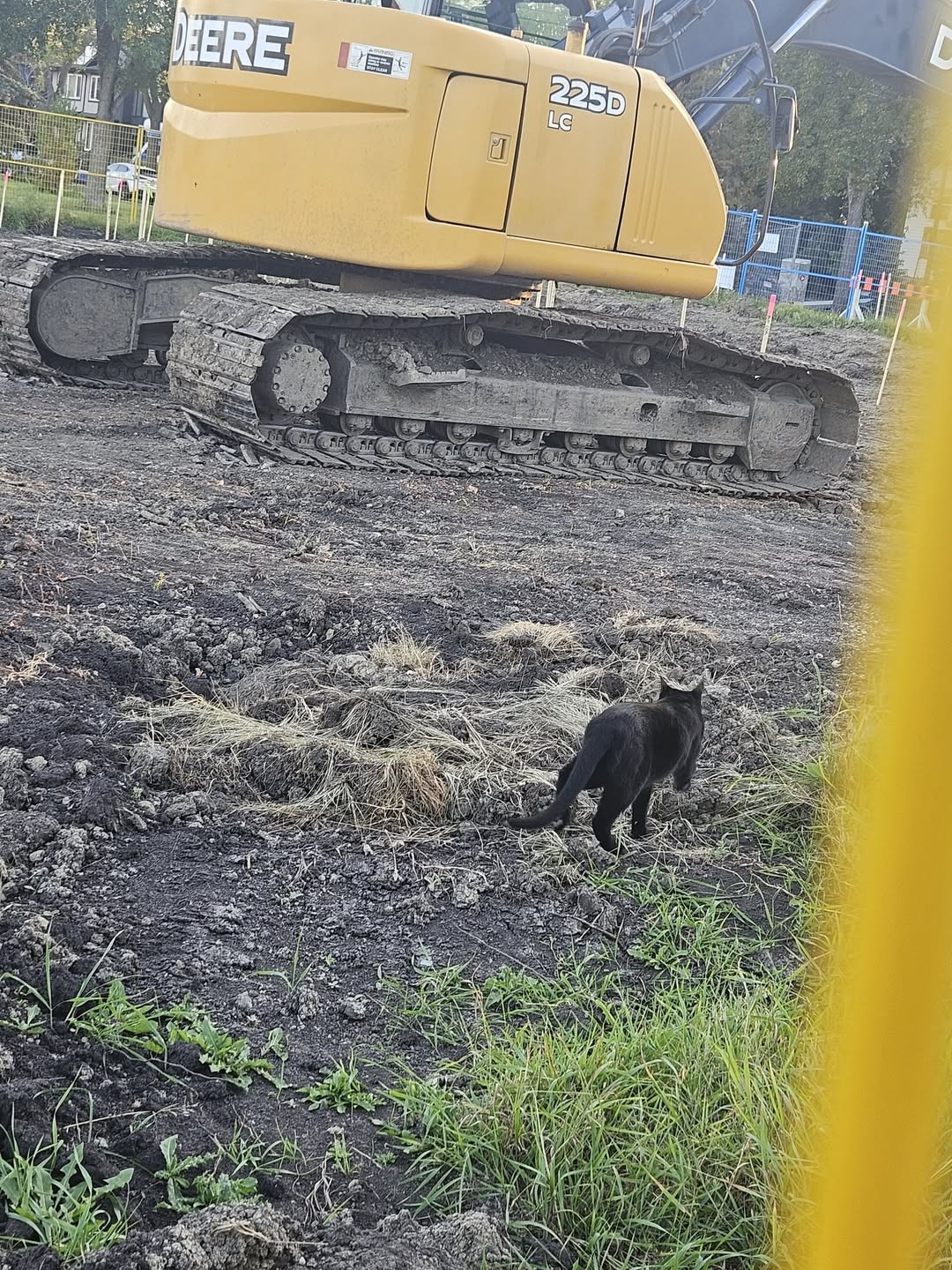 Found cat
