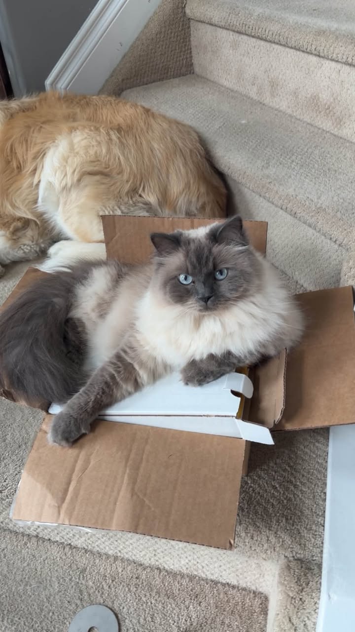 Lost Cat in Haddow