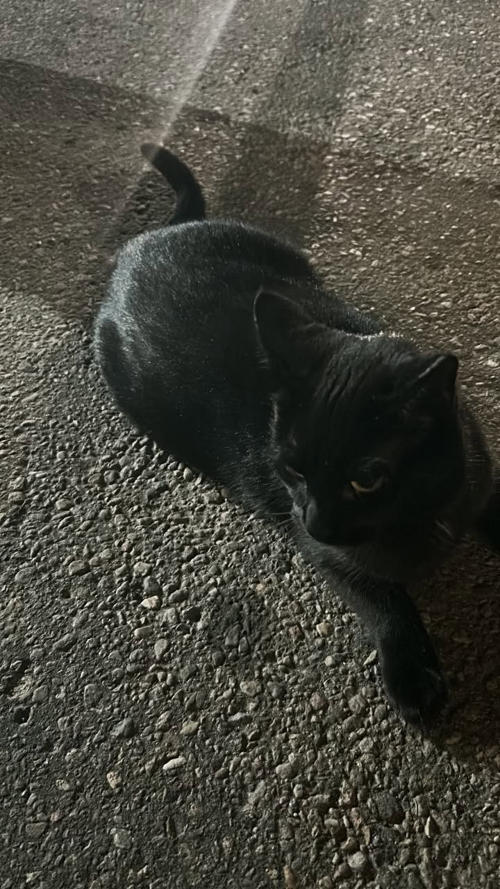Found cat