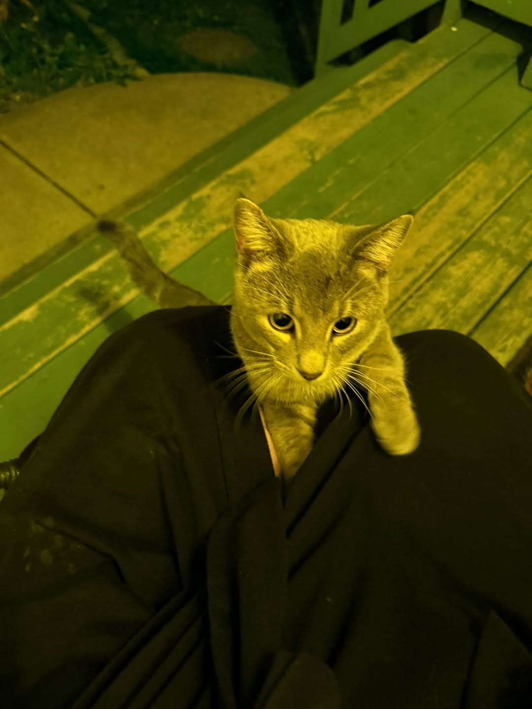 Found cat