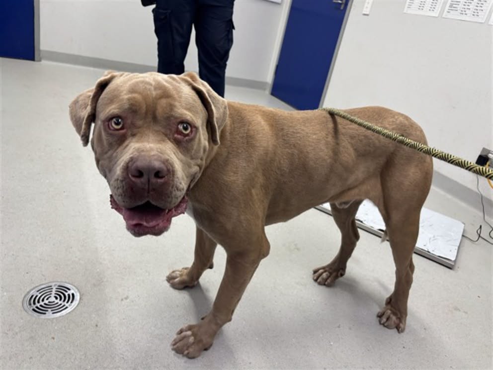 Found dog
