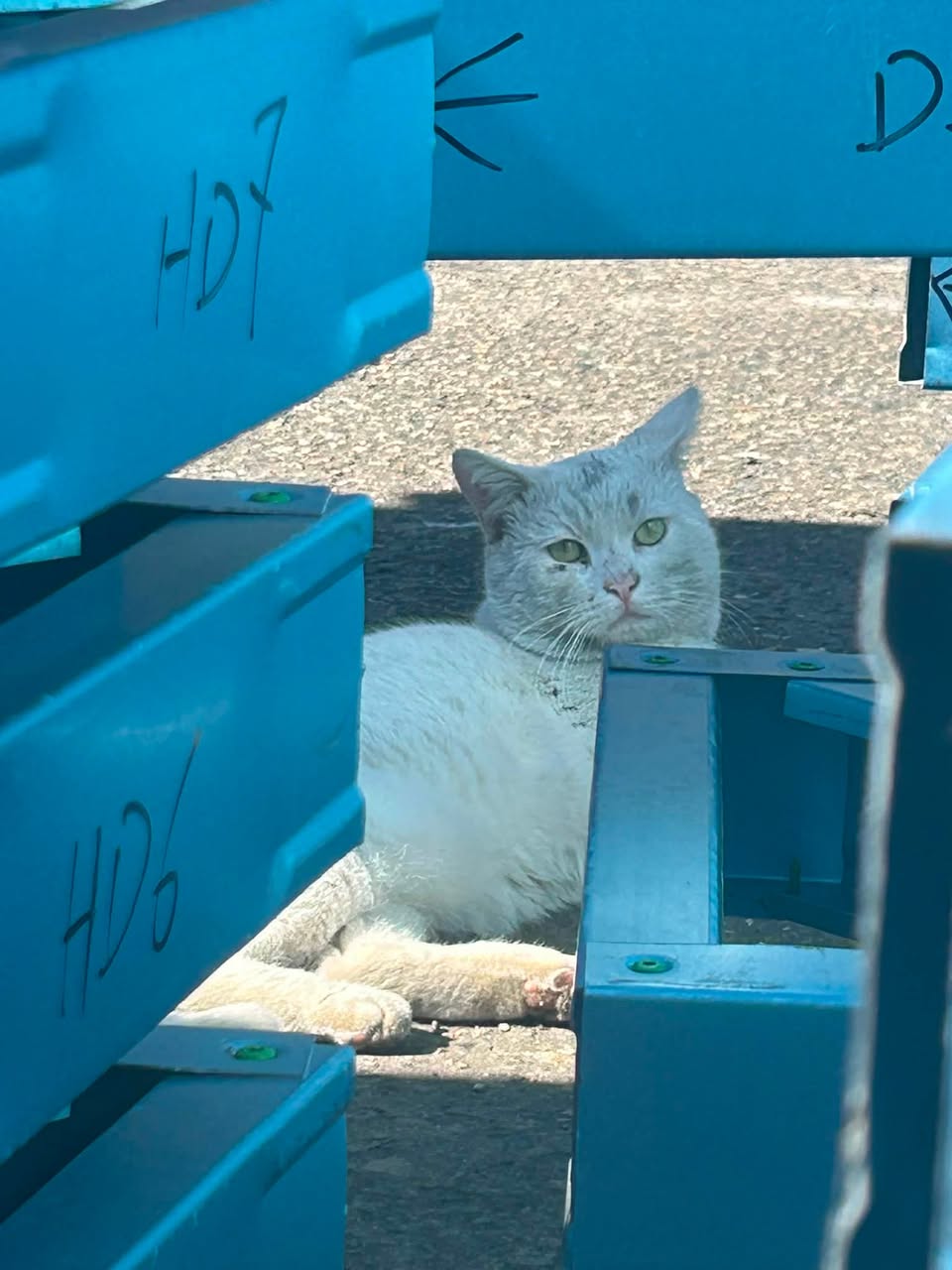 Found cat