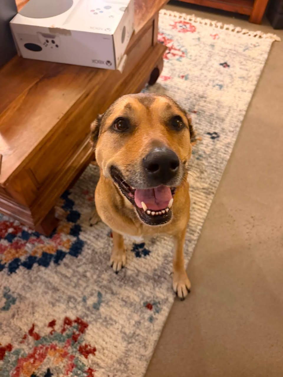 Found dog