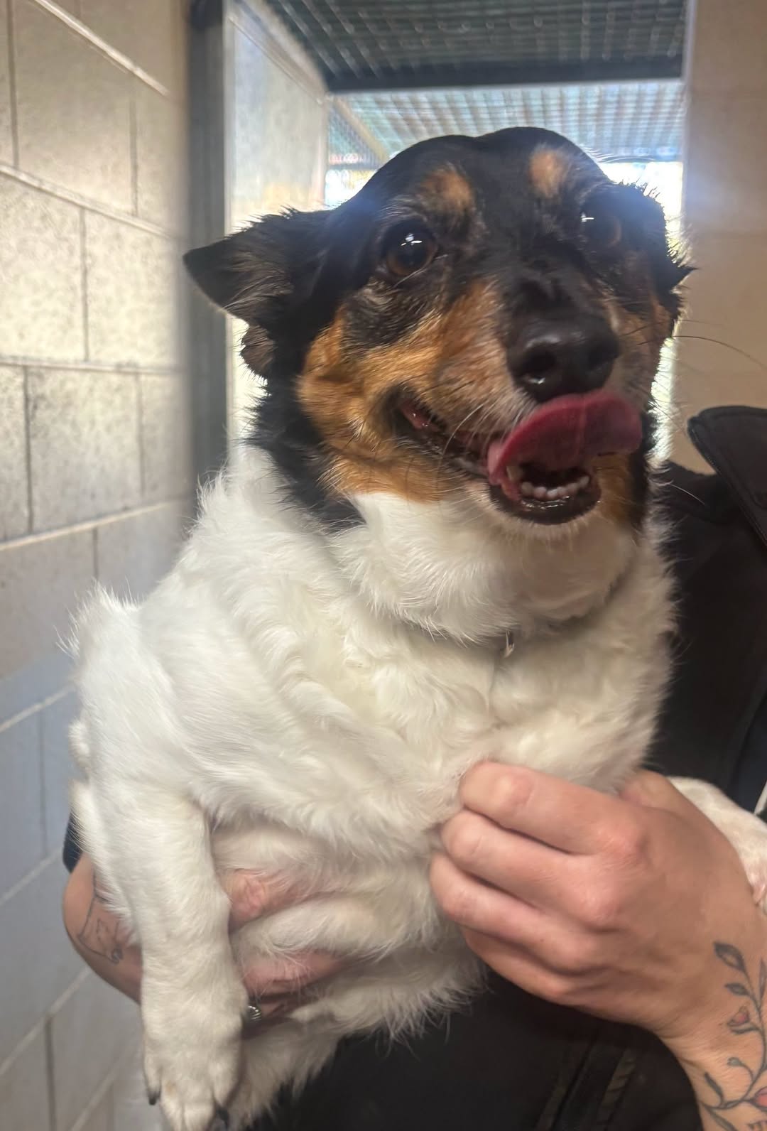 Found dog