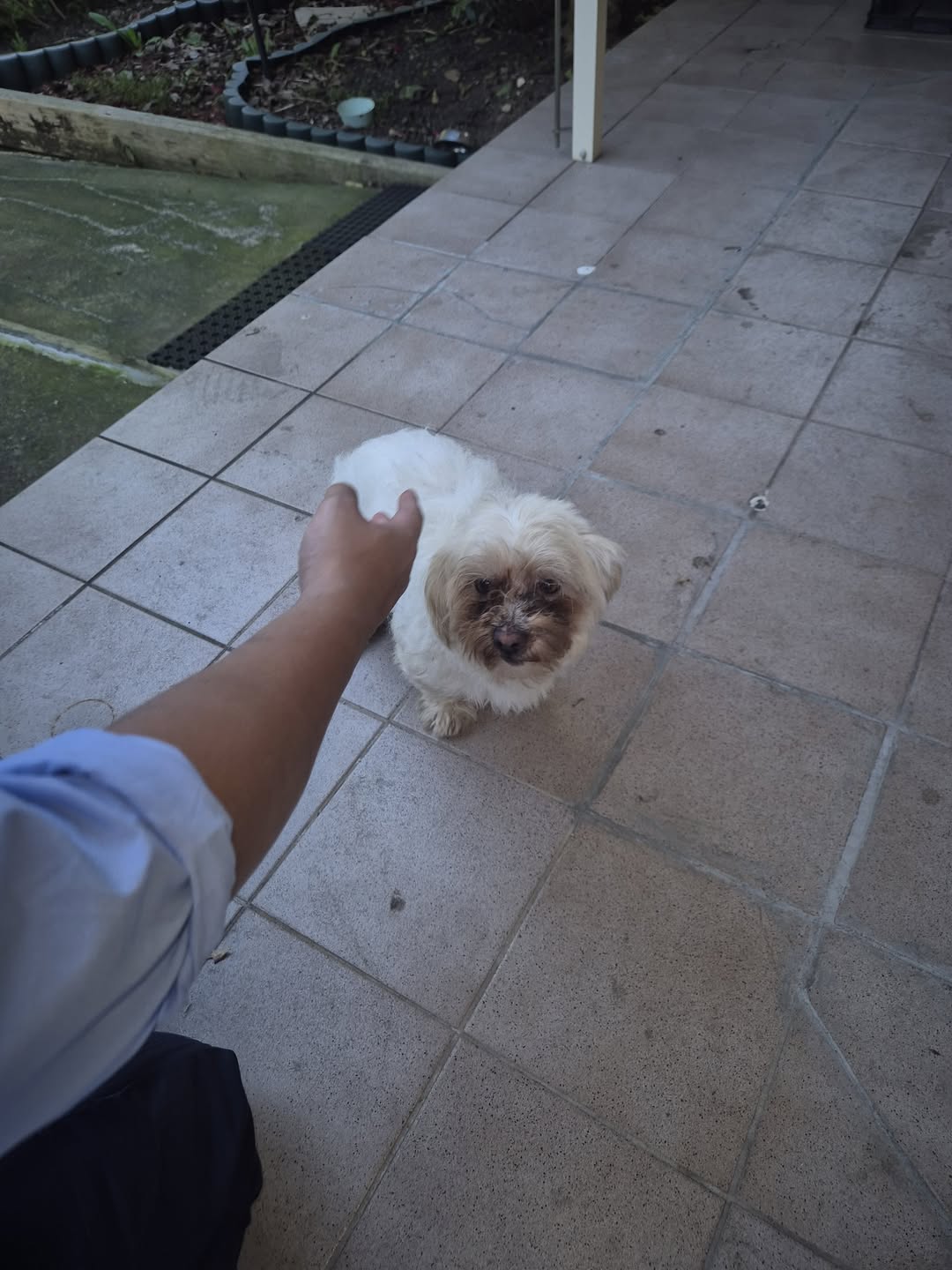 Found Dog in New South Wales
