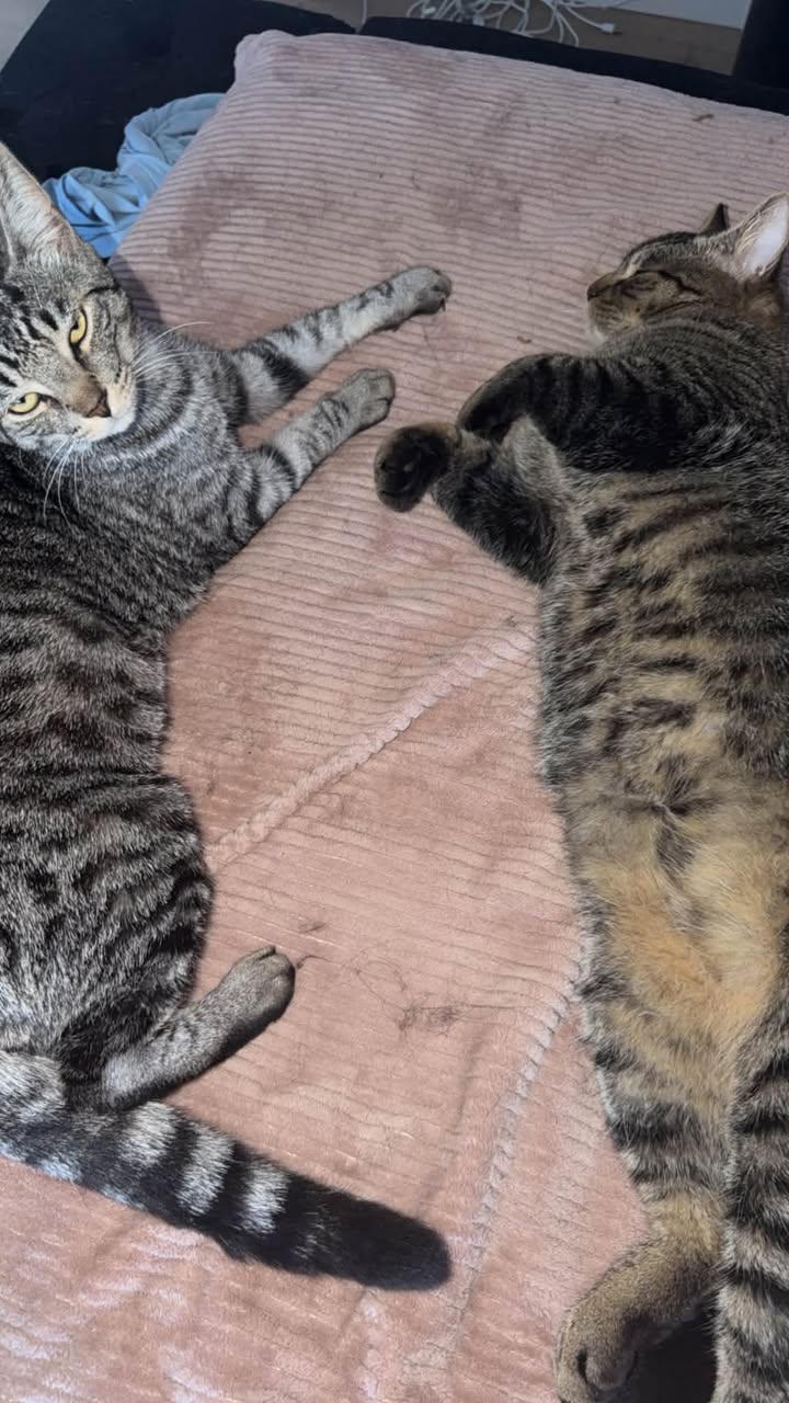 Lost Cat in Windermere