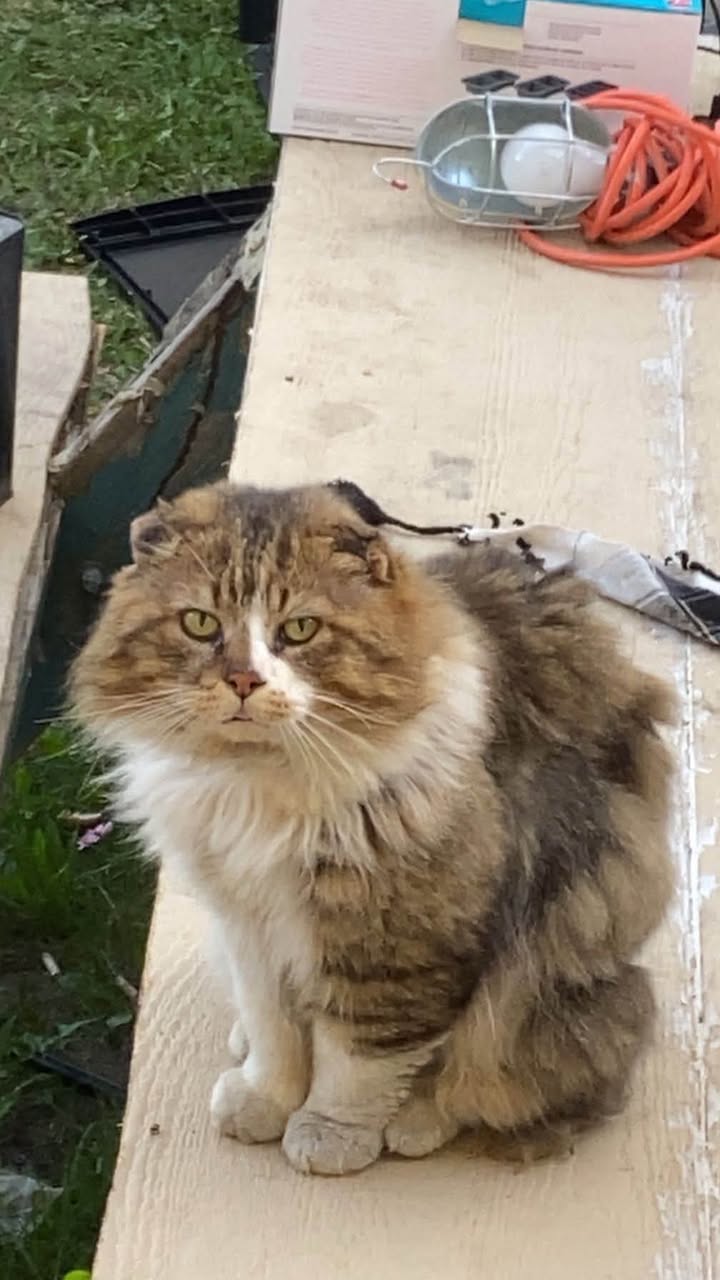 Found cat