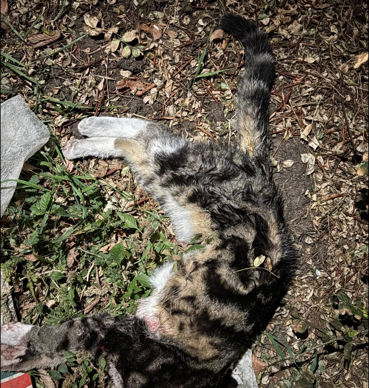 Found cat