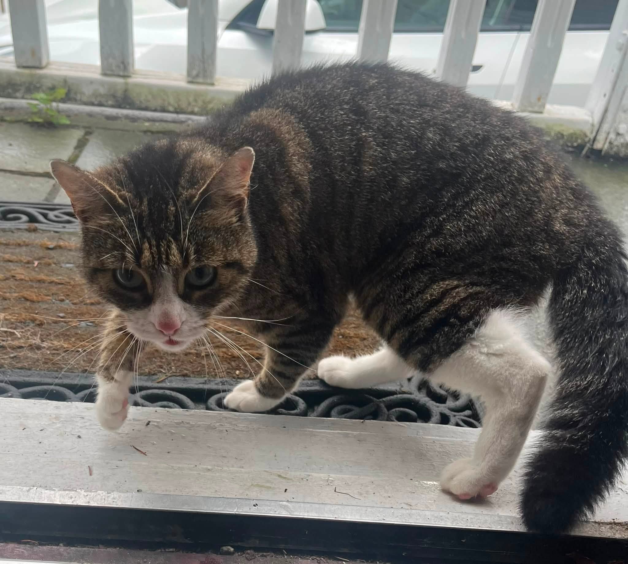 Found cat