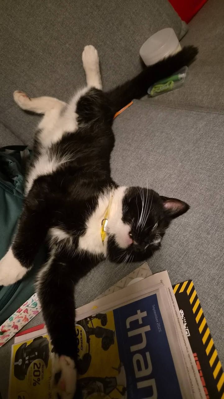 Lost Cat in Rogaland