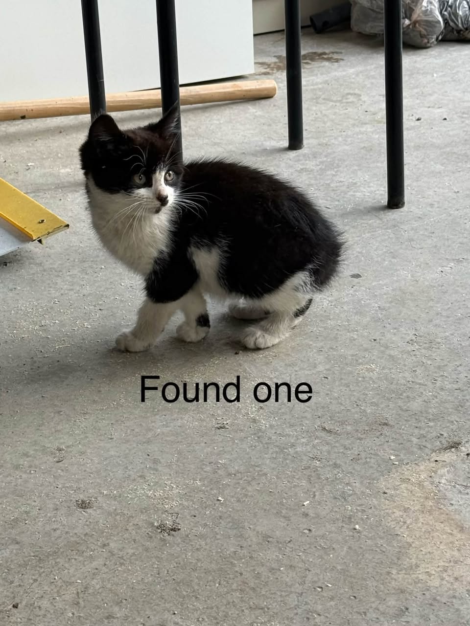 Found Cat in Randaberg