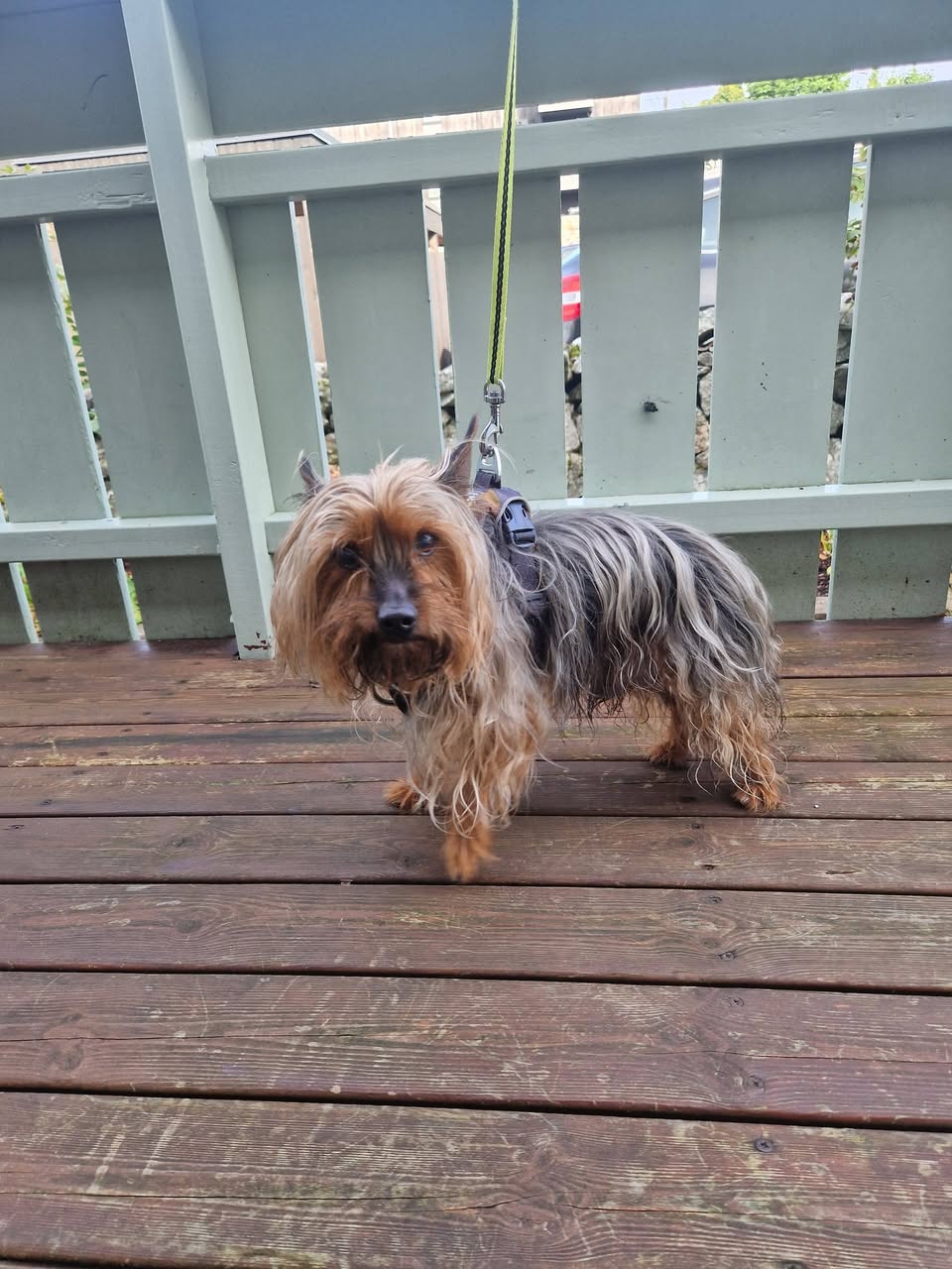 Found dog