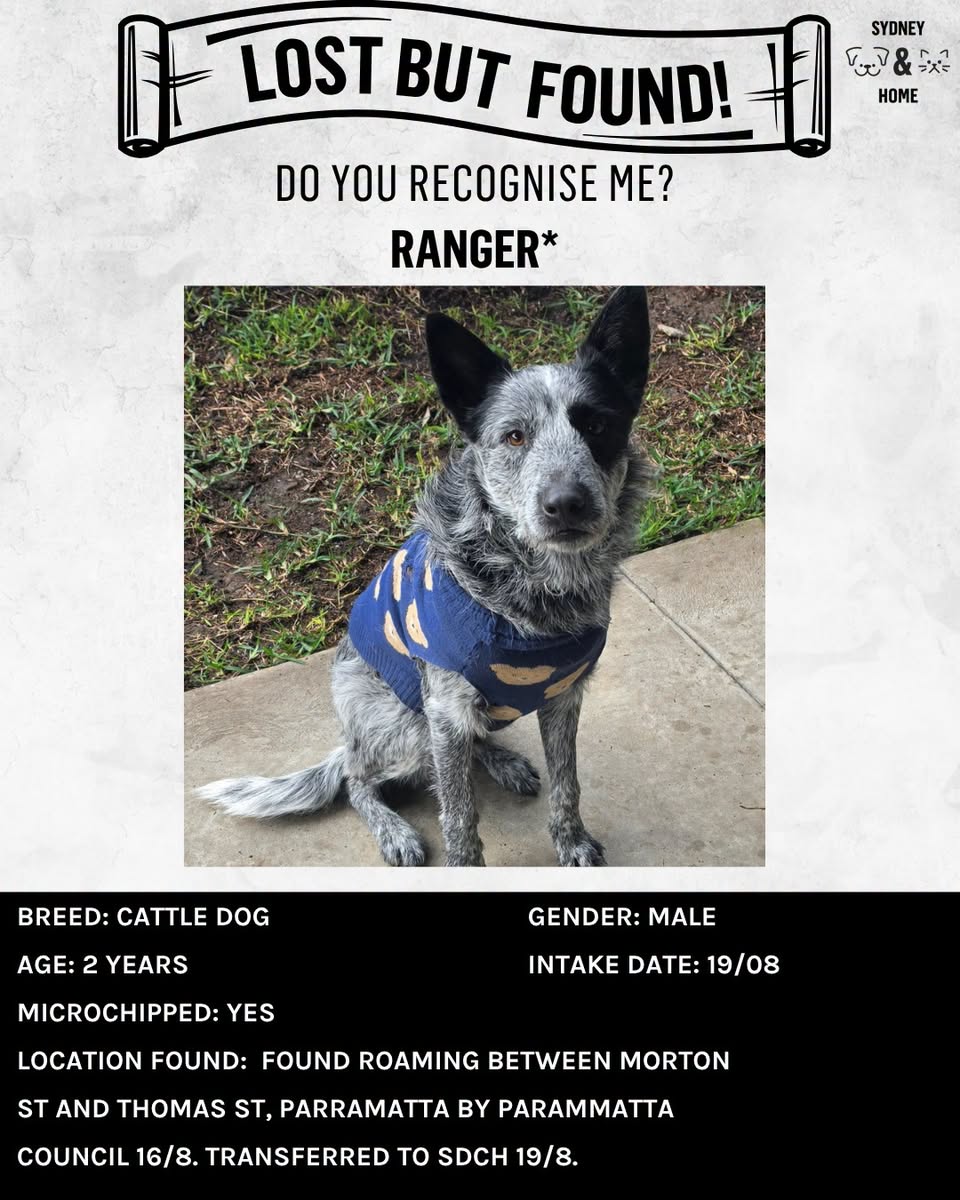 Found dog