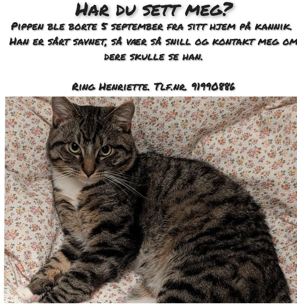 Lost Cat in Stavanger