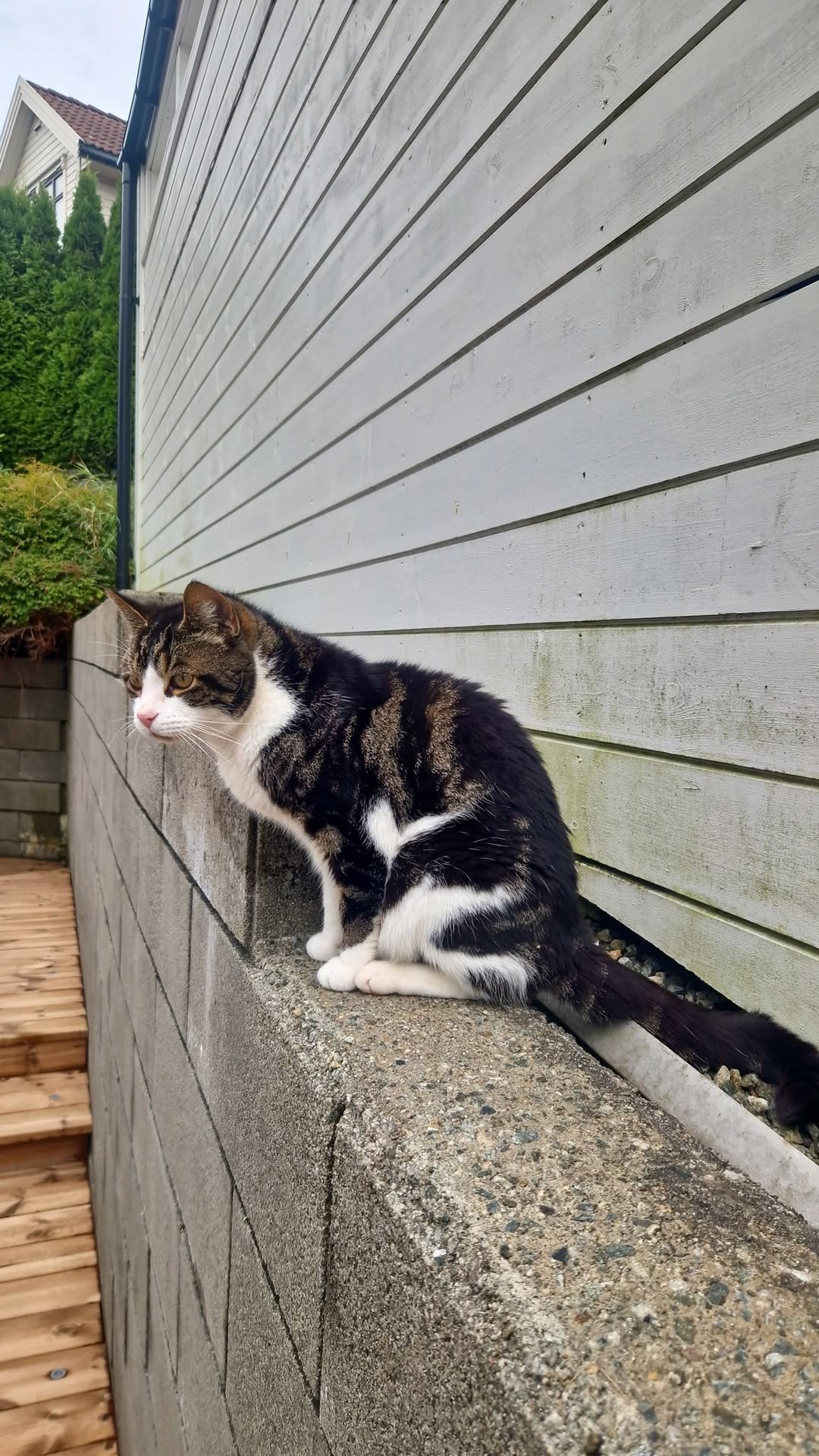 Found Cat in Sandnes