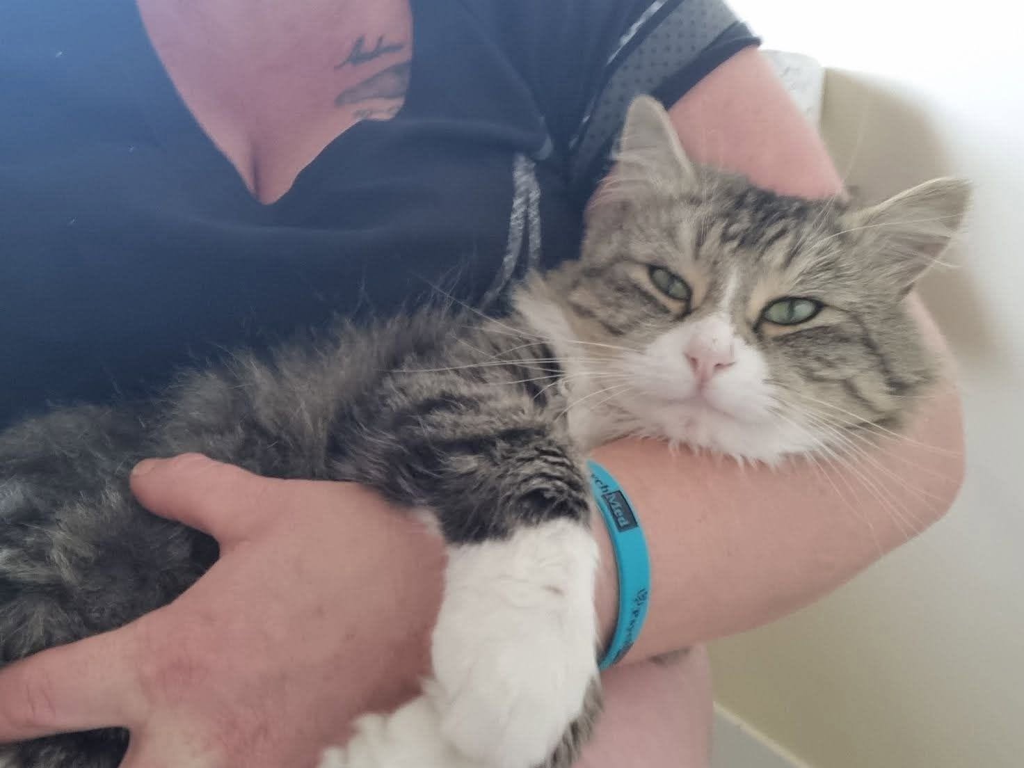 Lost Cat in Adelaide