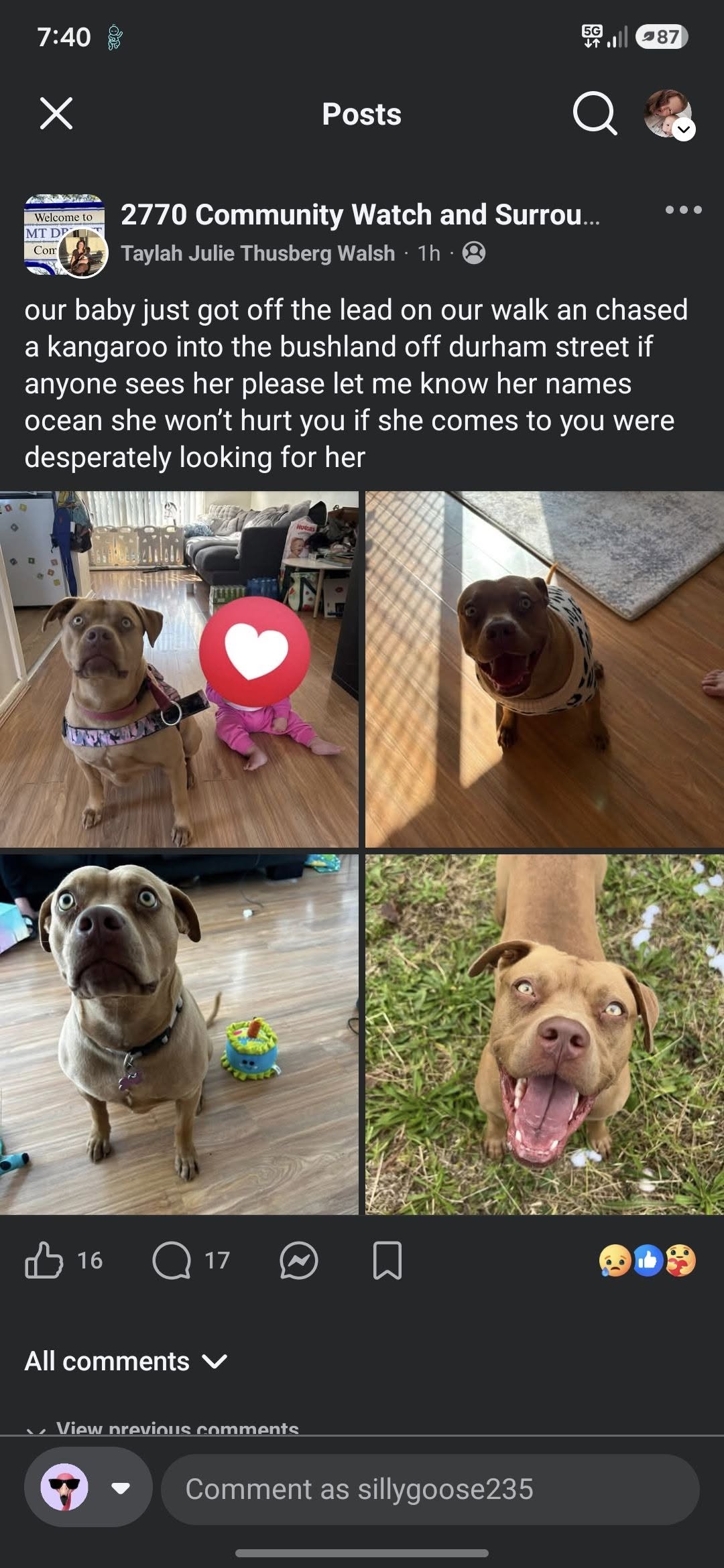 Lost Dog in Mount Druitt