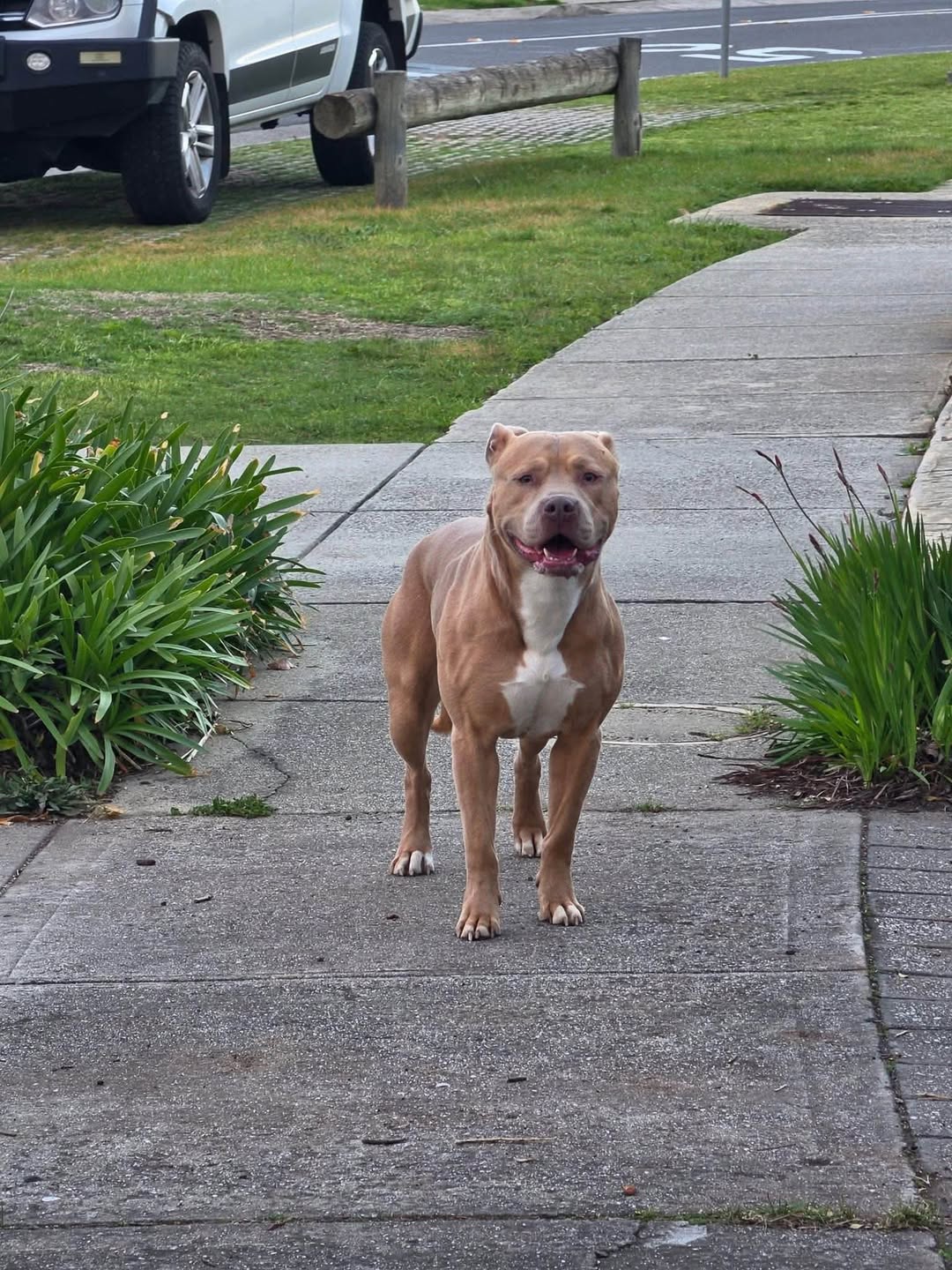 Lost Dog in Australia