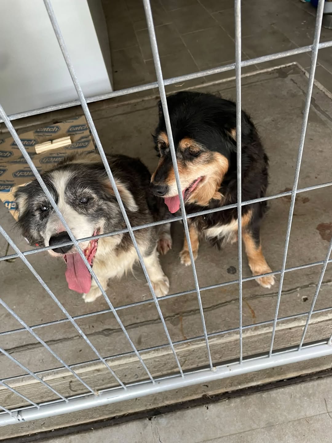 Found dog
