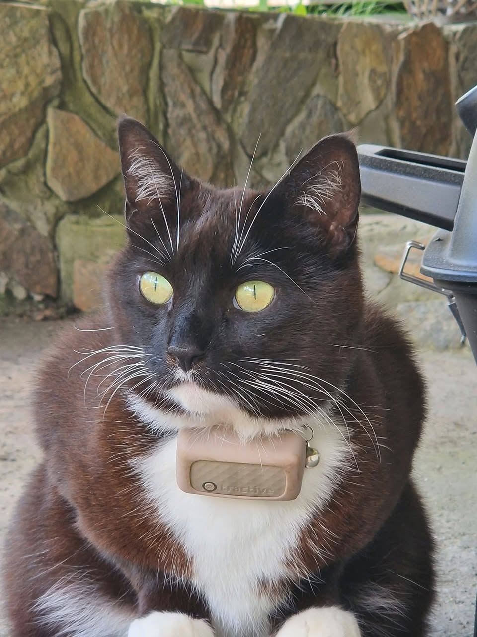 Lost cat