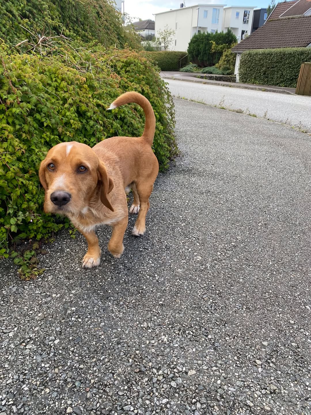 Found dog