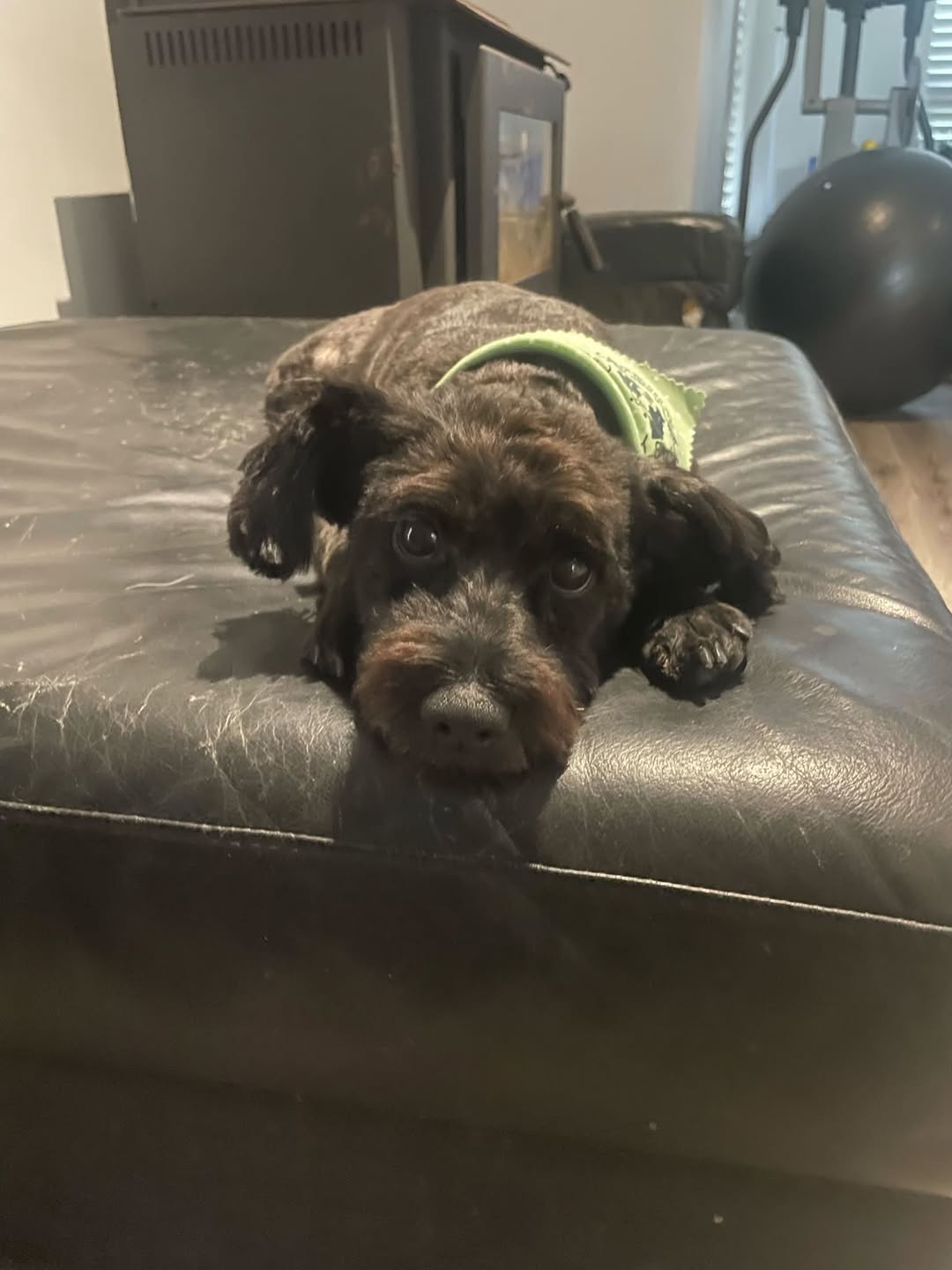 Lost Dog in Sunshine Coast