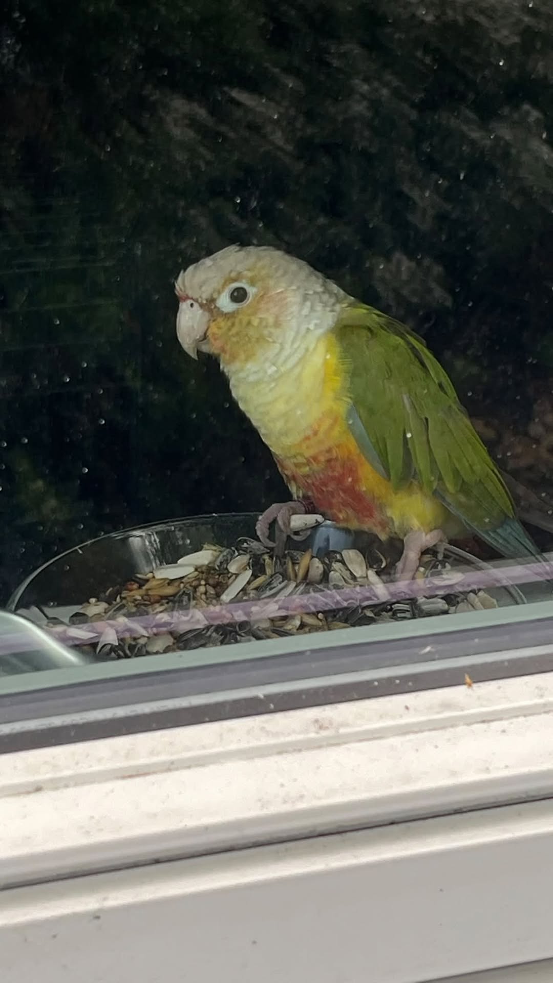 Found bird