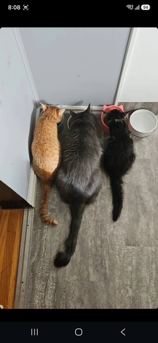 Lost Cat in Bonnie Doon