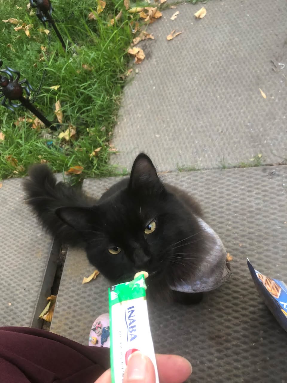 Found cat