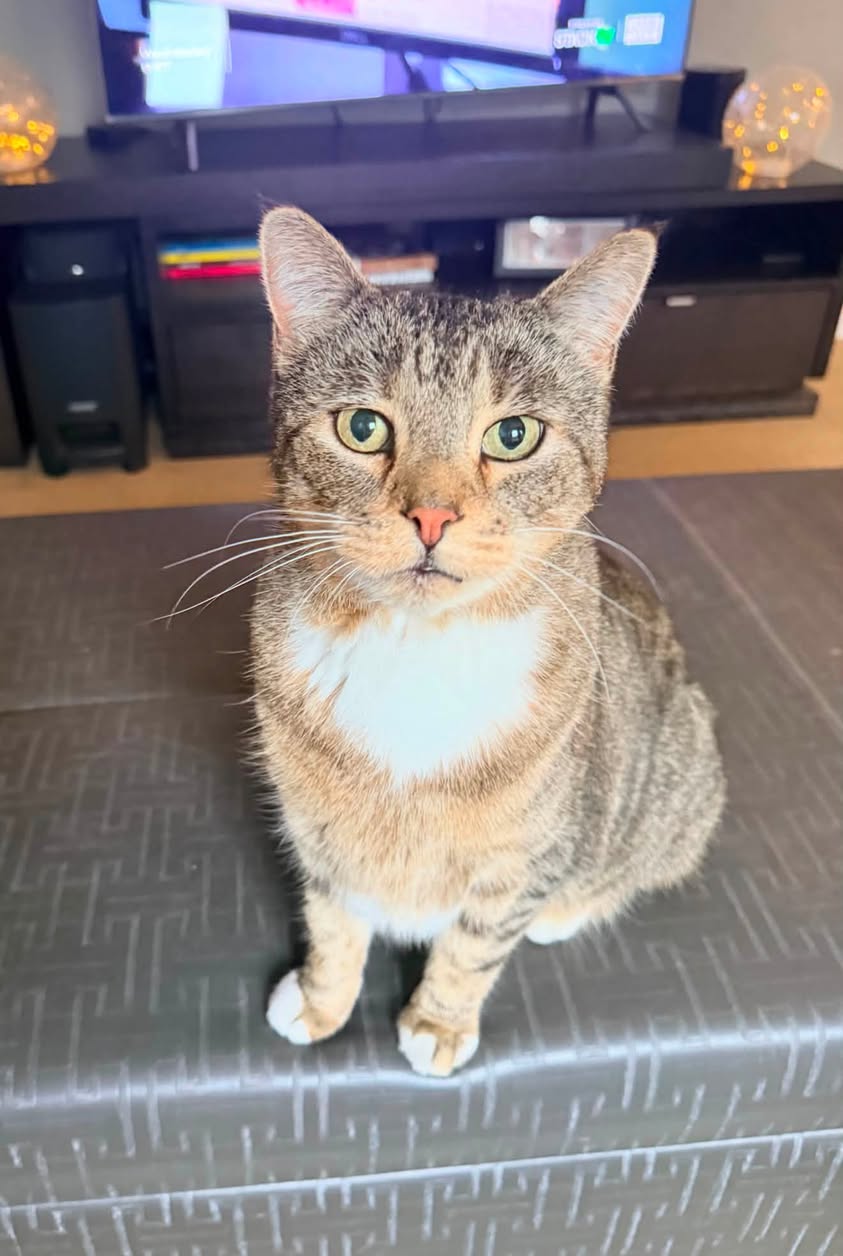 Found cat